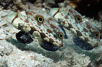 Twinspot / Crab Eyed Goby (Signigobius biocellatus) pair feeding on sandy bottom. Raja Ampat, West Papua, Indonesia.