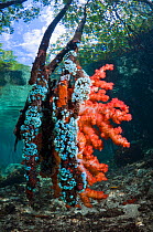 Soft coral and other invertebrates growing on mangrove roots (Rhizophora sp.) on the edge of coral reef. Raja Ampat, Indonesia.