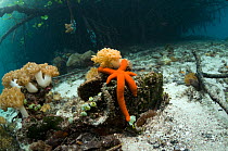 Red starfish with soft coral on border of mangrove and coral reef. Raja Ampat, Indonesia.