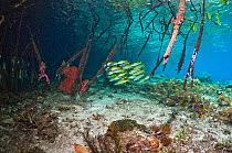 Small school of Yellow-stripe Goatfish (Mulloidichthys vanicolensis) in mangrove (Rhizophora sp.). Raja Ampat, Indonesia.