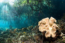 Leather coral growing under mangrove roots (Rhizophora sp.). Raja Ampat, West Papua, Indonesia.