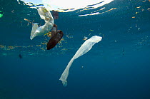 Plastic bag and disposable nappy floating at the surface of the sea. Bunaken National Park, North Sulawesi, Indonesia.