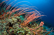 Sea Whip (Ellisella ceratophyta) on coral reef. Komodo National Park, Indonesia.