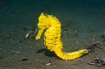 Common Sea Horse (Hippocampus hippocampus / taeniopterus). Manado, North Sulawesi, Indonesia.