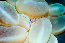 Elegant Shrimp (Phyllognathis ceratophthalma) among coral. Manado, North Sulawesi, Indonesia.