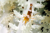 Anemone Shrimp (Thor amboinensis) in bleached anemone. Manado, North Sulawesi, Indonesia.
