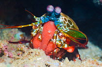 Mantis Shrimp (Odontodactylus scyllarus) holding its eggs. Manado, North Sulawesi, Indonesia.