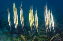 Shrimpfish or Razorfish (Aeoliscus punctatus) have adapted to a vertical posture and swim with their head downward. Manado, North Sulawesi, Indonesia.