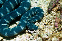 Boie's / Banded Sea Snake (Enhydrina schistosa). Manado, North Sulawesi, Indonesia.