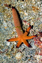 Luzon / Orange Starfish (Echinaster luzonicus) comet. Asexual reproduction. From one arm the starfish can regenerate a new body. Rinca, Komodon National Park, Indonesia. digital capture.