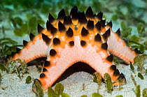 Horned Sea Star / Chocolate Chip Sea Star (Protoreaster nodosus). Manado, North Sulawesi, Indonesia.