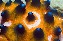 Horned Sea Star / Chocolate Chip Sea Star (Protoreaster nodosus) close up. Manado, North Sulawesi, Indonesia.
