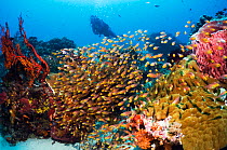 Coral reef with school of Sweepers (Parapriacanthus ransonetti) and diver. Rinca, Komodo National Park, Indonesia.