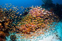 Coral reef with school of Sweepers (Parapriacanthus ransonetti). Rinca, Komodo National Park, Indonesia.