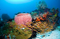Coral reef with school of sweepers (Parapriacanthus ransonetti) and barrel sponge. Rinca, Komodo National Park, Indonesia.