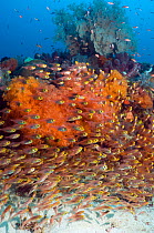 Coral reef with school of sweepers (Parapriacanthus ransonetti). Komodo National Park, Indonesia.