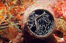 Vermetid worm snail (Serpulorbis imbricatus / adamsii) eating its mucus net. Raja Ampat, Indonesia