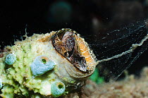 Vermetid worm snail (Serpulorbis imbricatus / adamsii) eating its mucus net. Bunaken National Park, Indonesia.