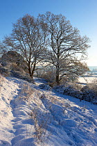 Frost and snow on the trees. Milborne Port, Somerset, England, December 2010.