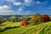 A view of autumn fields near Minterne Magna, Dorset, England, November 2010.