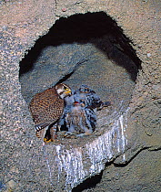 Prairie falcon (Falco mexicanus) female at nest with five chicks in cliff hole, Colorado, USA
