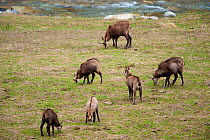 Herd of Chamois (Rupicapra rupicapra) grazing. Gran Paradiso National Park, Alps, Italy, April.