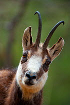 Chamois (Rupicapra rupicapra) head portrait. Gran Paradiso National Park, Alps, Italy, April.