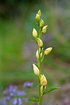 White Helleborine Orchid (Cephalanthera damasonium) in flower. Montseny Natural Park, Catalonia, Spain, May.
