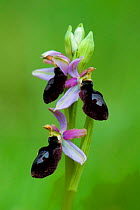 Bee Orchid (Ophrys catalaunica) in flower. Montseny Natural Park, Catalonia, Spain, May.
