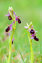 Bee Orchid (Ophrys catalaunica) in flower. Montseny Natural Park, Catalonia, Spain, May.