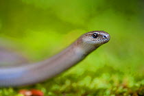 Slow Worm (Anguis fragilis) on moss. Montseny Natural Park, Catalonia, Spain, May.