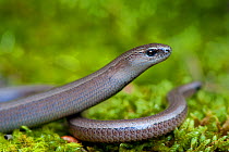 Slow Worm (Anguis fragilis) on moss. Montseny Natural Park, Catalonia, Spain, May.
