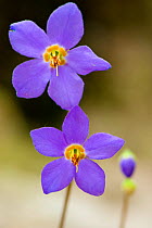Pyrenean Violet / Ramonda (Ramonda myconi) in flower. Ordesa National Park, Pyrenees, Spain.