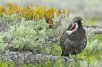 Blue / Dusky Grouse (Dendragapus obscurus) male in courtship plumage. Yellowstone National Park, Wyoming, USA, May.