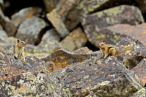 Courting Golden-mantled Ground Squirrel (Callospermophilus / Spermophilus lateralis) on rocks. Yellowstone National Park, Wyoming, USA, May.