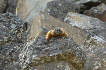 Yellow-bellied marmot (Marmota flaviventris) climbing over a rock. Yellowstone National Park, Wyoming, USA, May.