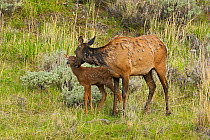 Elk / Wapiti (Cervus canadensis) mother grooming young calf. Yellowstone National Park, Wyoming, USA, May.