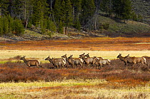 Elk / Wapiti (Cervus canadensis) herd crossing a meadow. Yellowstone National Park, Wyoming, USA, June.