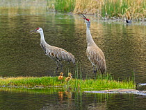 Sandhill Crane (Grus canadensis) breeding pair with two small chicks on river islet. Yellowstone National Park, Wyoming, USA, June.