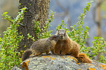 Yellow-bellied Marmot (Marmota flaviventris) young kissing its mother. Yellowstone National Park, Wyoming, USA, June.