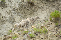 Bighorn Sheep (Ovis canadensis) lambs. Yellowstone National Park, Wyoming, USA, June.