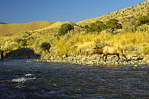 Elk / Wapiti (Cervus canadensis) stag with large antlers at riverside. Gardiner River, Yellowstone National Park, Wyoming, USA, September.