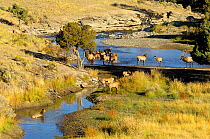 Elk / Wapiti (Cervus canadensis) bull with harem by the Gardiner River. Yellowstone National Park, Wyoming, USA, September.