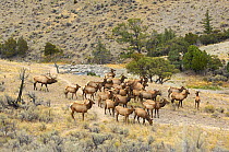 Elk / Wapiti (Cervus canadensis) bull with his harem of females. Yellowstone National Park, Wyoming, USA, October.