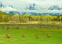 Elk / Wapiti (Cervus canadensis) herd with young on meadowland against the Grand Tetons, low clouds and the Snake River. Grand Teton National Park, Wyoming, USA, June.