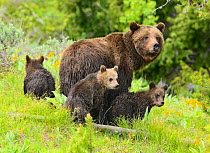 Grizzly Bear (Ursus arctos horribilis) mother with three young cubs. Grand Teton National Park, Wyoming, USA, June.