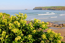Alexanders (Smyrnium olusatrum) flowering on coastal cliff overlooking Hayle bay, with Pentire head and surfers in the background. Polzeath, Cornwall, UK, April