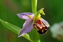 Bee Orchid (Ophrys apifera) flower close up. Wiltshire hay meadow, UK, June.