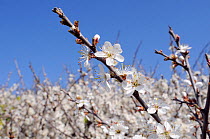 Blackthorn (Prunus spinosa) flowers close up with background of blossom. Cornwall, UK, April.