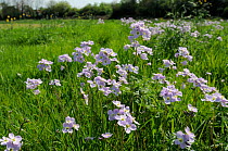 Stands of Cuckoo Flower / Lady's Smock (Cardamine pratensis) flowering in a damp meadow. Wiltshire, UK, April.